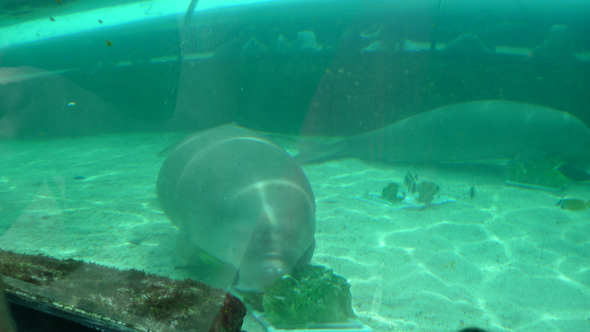 Dugongs, eine der Hauptattraktionen des Aquariums. Leider hab ich keine bessere Aufnahme. 